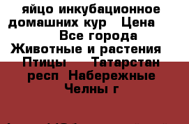 яйцо инкубационное домашних кур › Цена ­ 25 - Все города Животные и растения » Птицы   . Татарстан респ.,Набережные Челны г.